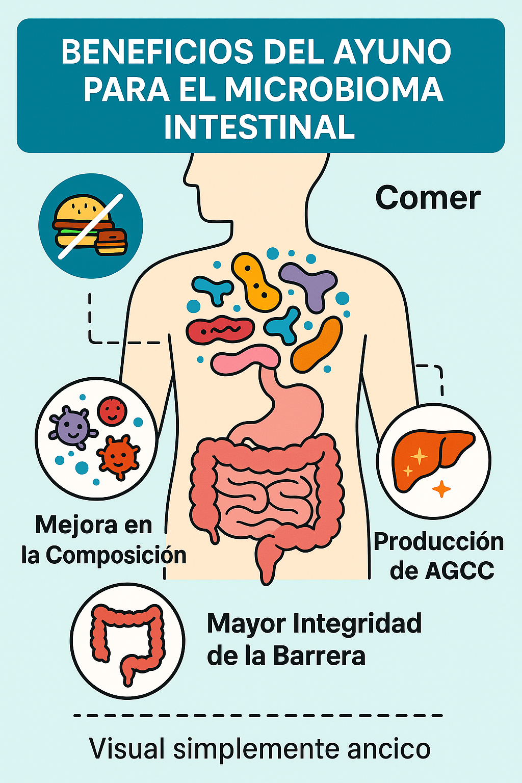 Efectos del ayuno intermitente en el intestino: promueve bacterias buenas, fortalece la barrera intestinal y regula la microbiota